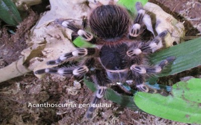 Acanthoscurria Geniculata Sling Tarantula